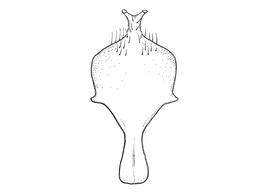   Anthidium pallidiclypeum  male, diagram showing ventral view of eighth sternum (S8), diagram by Victor Gonzalez 
